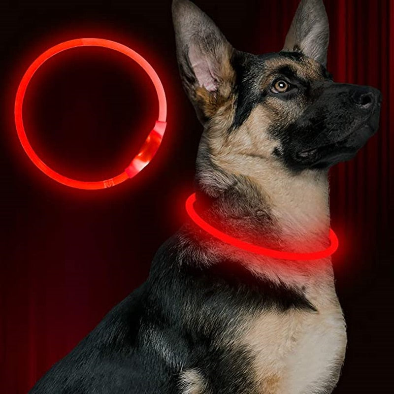 Led USB dog collar